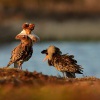 Jespak bojovny - Philomachus pugnax - Ruff 3881